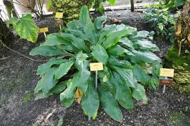 Image result for Palisota