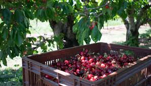 Identifié en france officiellement en 2010, il cause des dégâts très importants sur de nombreuses espèces fruitières, notamment sur cerises et petits fruits rouges. Les Premieres Cerises De L Annee Viennent Du Gard