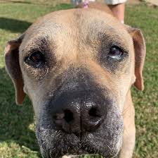 Check out all the dogs available for adoption online. West Memphis Animal Shelter Home Facebook