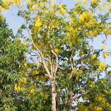 Image result for Pterocarpus megalocarpus
