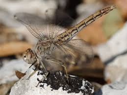 Image result for Triumfetta brachyceras