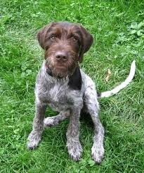Pin By Petra Kivits On Korthals Griffon Wirehaired Pointing Griffon Wpg Wirehaired Pointing Griffon Griffon Dog Sporting Dogs