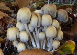 Image result for Coprinus micaceus