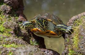 The lower jaw is rounded. Yellow Bellied Slider 101 Care Diet Tank Setup More