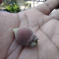 Image result for Ochthocharis