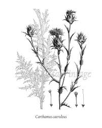 Antique Botanical Prints Black And White Antique Botanical Thistle Print Set Thistle Art Safflower Etsy Thistles Art Antique Botanical Print Thistle Print