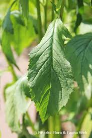 Image result for Crassocephalum crepidioides