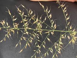 Image result for Arundinella