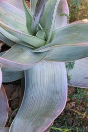 Image result for Aloe ballii