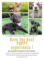 Apr 15, 2018 · if your puppy is under 5 months old and exhibits any of these signs of puppy play aggression, try out some of our management and training techniques discussed here. The Best Puppy Experience Home Facebook