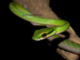 Image result for Lepidagathis pallescens