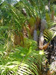 Image result for Drynaria volkensii