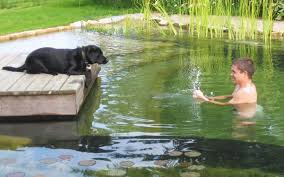 Natural Swimming Pools Let You Beat The Heat And Ditch The Chemicals Natural Swimming Pools Natural Swimming Ponds Swimming Pond