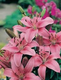 Check spelling or type a new query. Lily Lilium Corsica Bulbs By Mr Fothergills