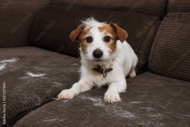 Pet hair easily weaves into fabric couches during natural shedding cycles, AI generated