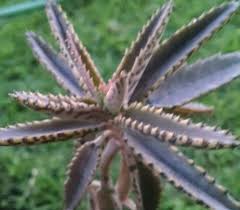 Kalancheo Mother Of Millions Succulents