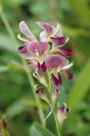 Image result for Alysicarpus vaginalis