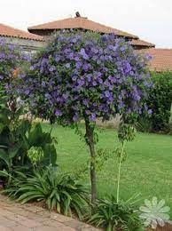 Solanum Rantonnettii Potato Bush Blue Blue Lycianthes Paraguay Nightshade Small Trees For Garden Landscaping Plants Pretty Gardens