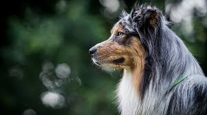 Why buy an australian shepherd puppy for sale if you can adopt and save a life? Australian Shepherd Poodle Mix Aka Aussiedoodle Or Aussiepoo