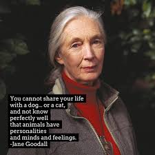 The Cat Rescuers Doc (@CatRescuersFilm)