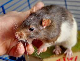 Before you do, check out this beginner's guide. Keeping Rats As Pets The Beginners Guide Funny Rats Pet Mice Pet Rats