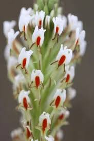 Image result for Hebenstretia