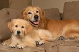There are 14,124 total alumni (10,514 living). Animal Doctors Veterinary Clinic