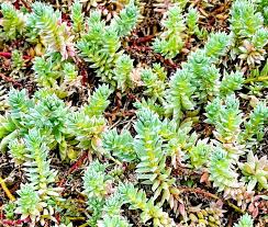 Image result for Chenolea