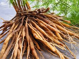 Image result for Asparagus radiatus