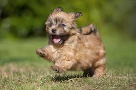 Get info on hundreds of breeds! 20 Popular Cute Small Dog Breeds Sheknows