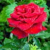 We also offer early morning & midnight flower delivery in faridabad. 3