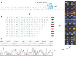 Complete the following table, which compares the different mechanisms of microevolution. The Digital Code Of Dna Nature