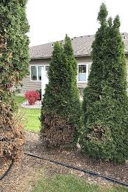 Image result for thuja drying out dead dried symptoms)