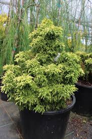 Image result for Cryptomeria