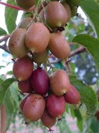 Image result for Actinidia