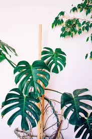 Inspired Here Monterosso Sul Mare Justina Blakeney Plants Pretty Plants Plant Aesthetic