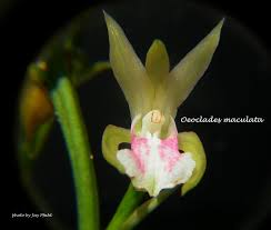 Image result for Oeceoclades maculata