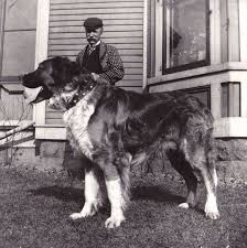 Black And White St Bernard Puppy Saint Bernard Dog Vintage Black And White Photograph Big Dogs Dogs St Bernard Dogs