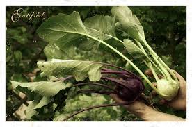 Kohlrabi Pflanzen Erntefibel De