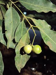 Image result for Syzygium komatiense