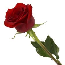 Find your perfect hd wallpaper for your phone, desktop, website or more! Niederlandische Rose Gulab Phool Wallpaper 1000x1000 Wallpapertip