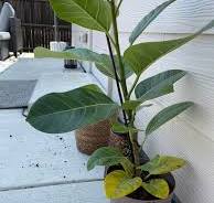 Yellow leaves on ficus altissima at the bottom