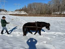Maryland Pony Breeders