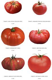 Maybe you would like to learn more about one of these? Tomato Seeds Heirloom Tomatoes Heirloom Tomato Seeds Tomato Seeds