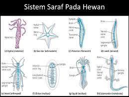 Makalah sistem reproduksi pada hewan vertebrata. Sistem Syaraf Ppt Download
