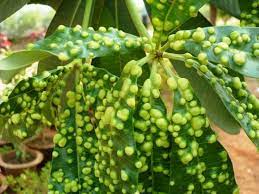 Click on any picture for detailed information about a particular marijuana problem, deficiency or symptom and. What Is The Name Of This Disease In Plant Species Which Kind Of Insects Are Responsible For This