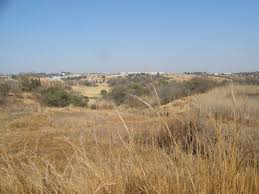 Image result for Tristachya rehmannii