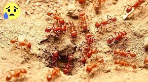 Epingle Sur Anti Fourmis