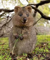 Instaquokka On Instagram Cutest Thing Cutest Thing Ever Pic By Suzana Paravac Cutest Cutestan Funny Animals Quokka Animal Animals Beautiful