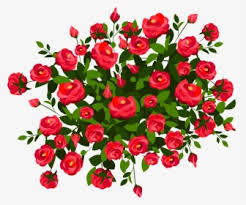 Download original png (303.46 k) this png file is about clip , art , plant , white , roses , rose , black , flowers. Rose Bush Png Images Transparent Rose Bush Image Download Pngitem